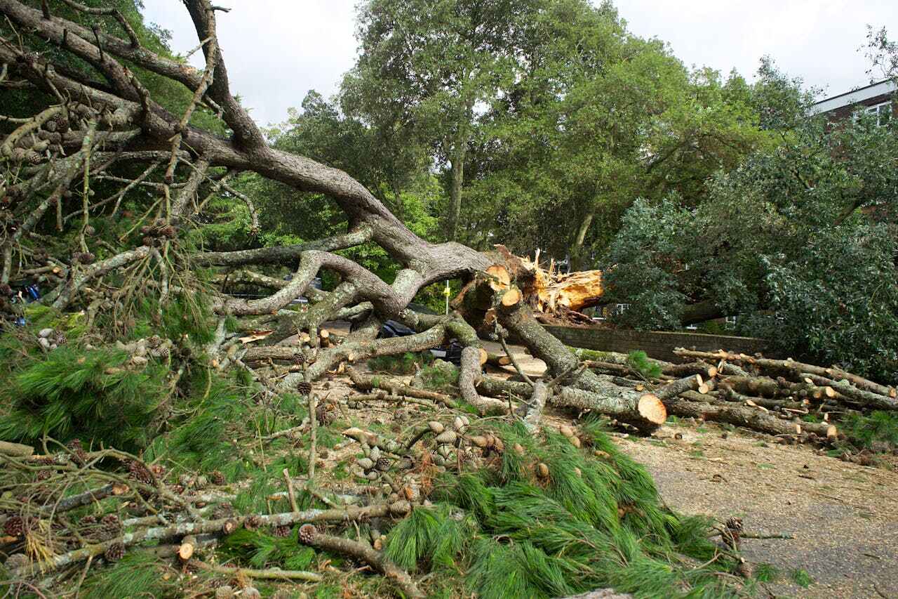 Best Stump Grinding Near Me  in Childress, TX